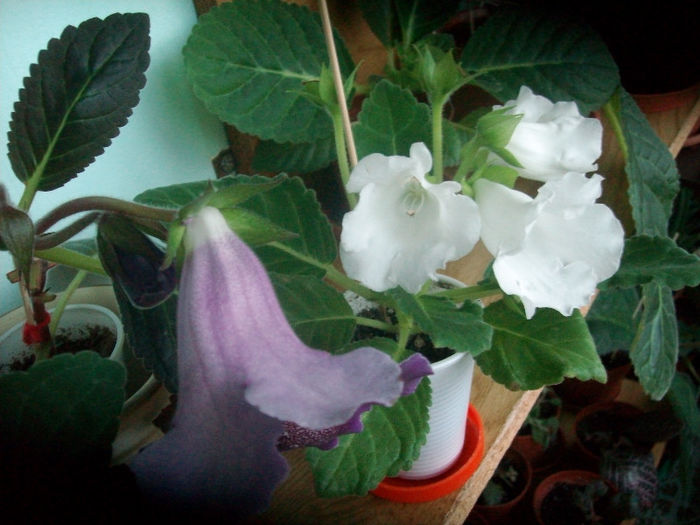 SANY5817 - Gloxinia-2013