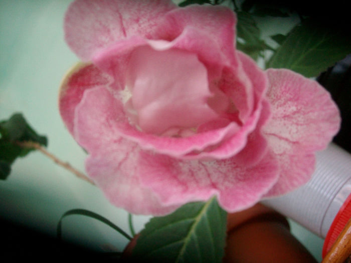 SANY5840 - Gloxinia-2013