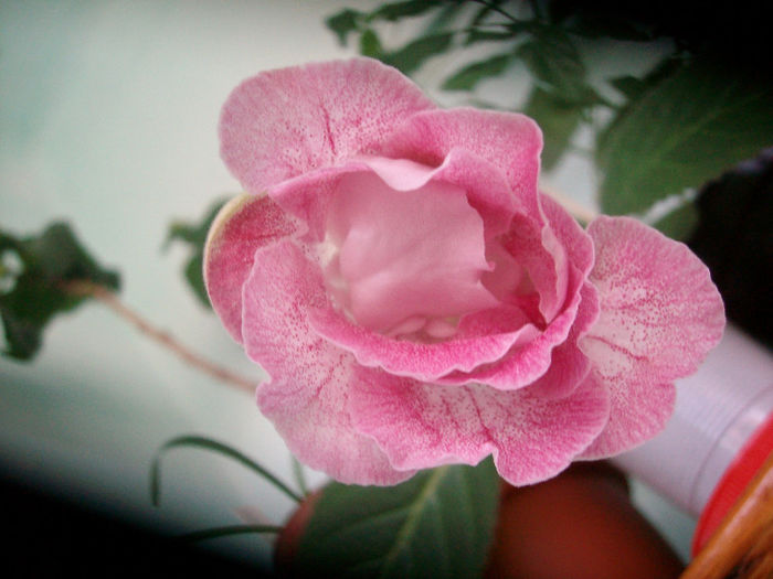 SANY5841 - Gloxinia-2013