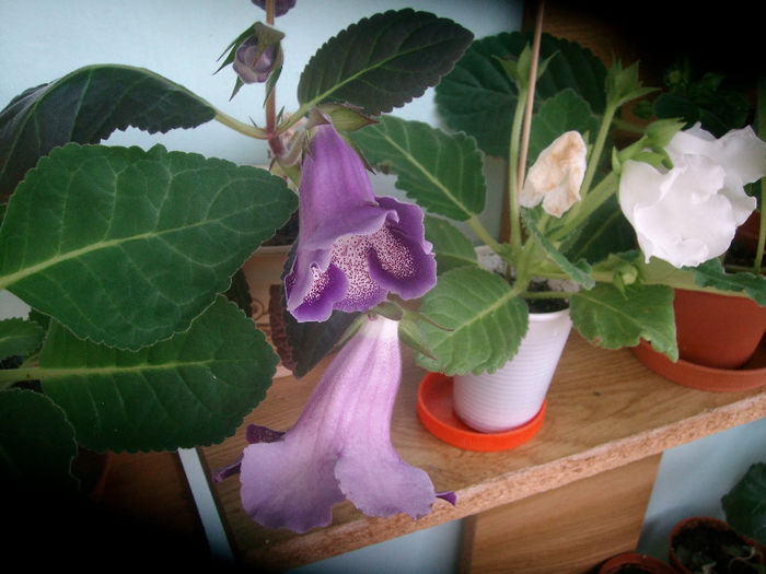SANY5875 - Gloxinia-2013