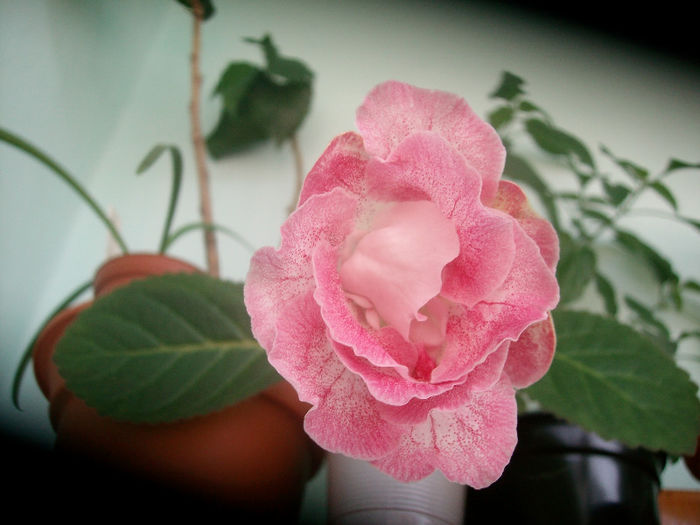 SANY5876 - Gloxinia-2013