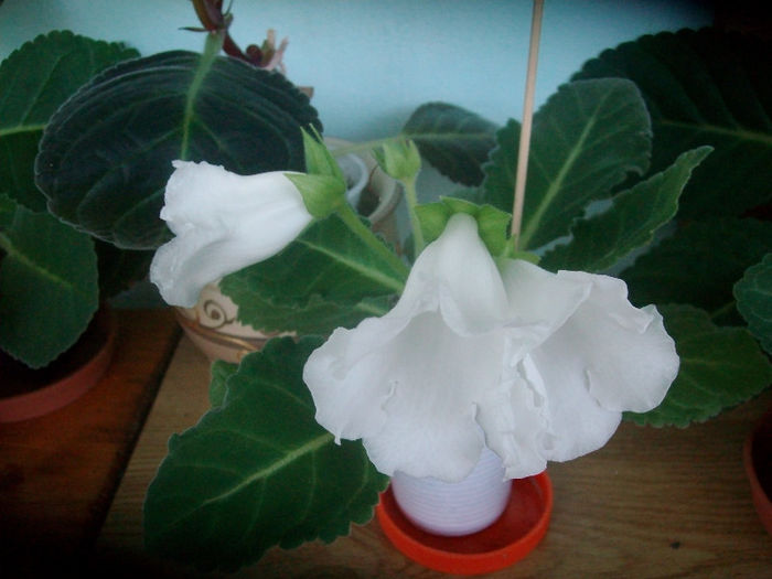 SANY5917 - Gloxinia-2013