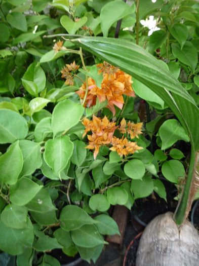tripla portocalie - vand Bougainvillea floarea de hartie
