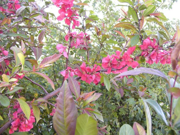 P1180707 - Plante 2013