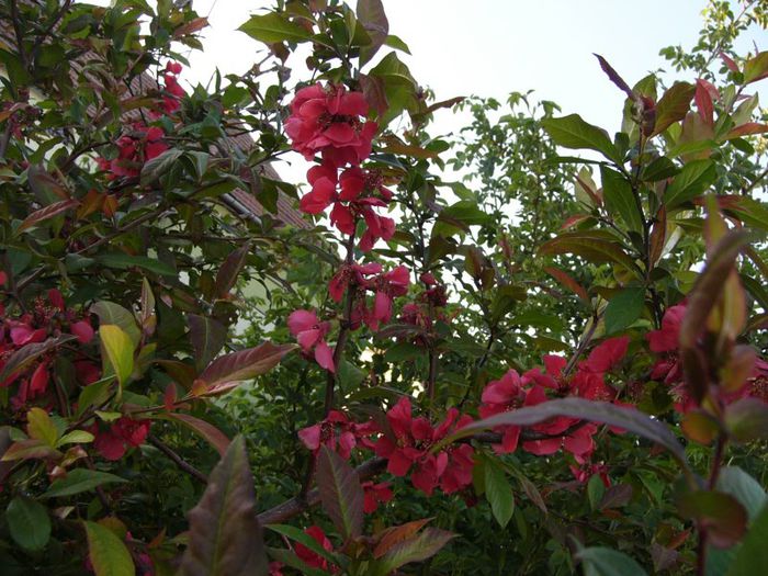 P1180708 - Plante 2013