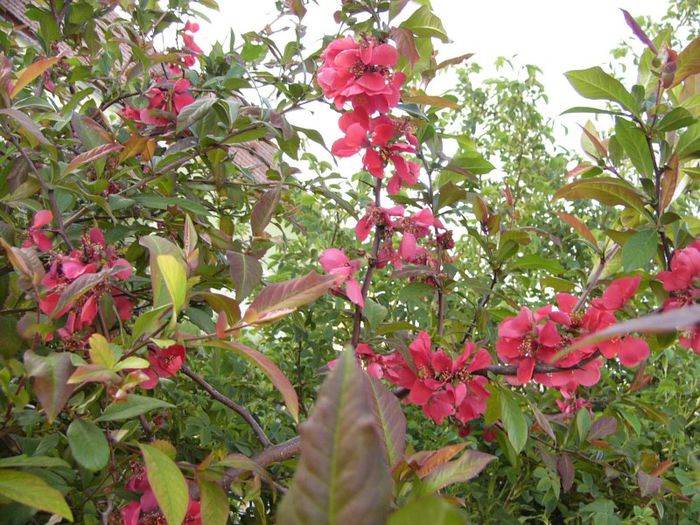 P1180709 - Plante 2013