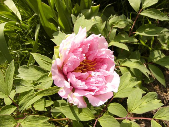 P1180722 - Plante 2013