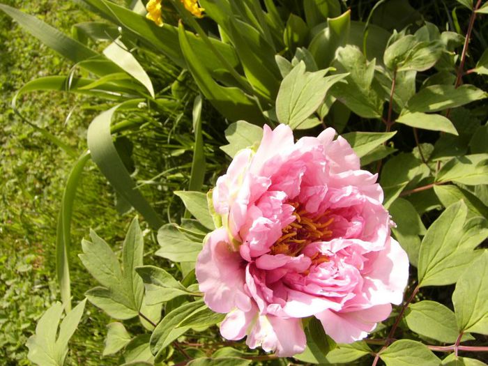 P1180729 - Plante 2013