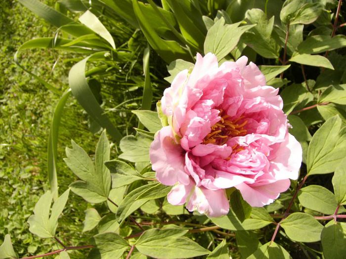 P1180730 - Plante 2013