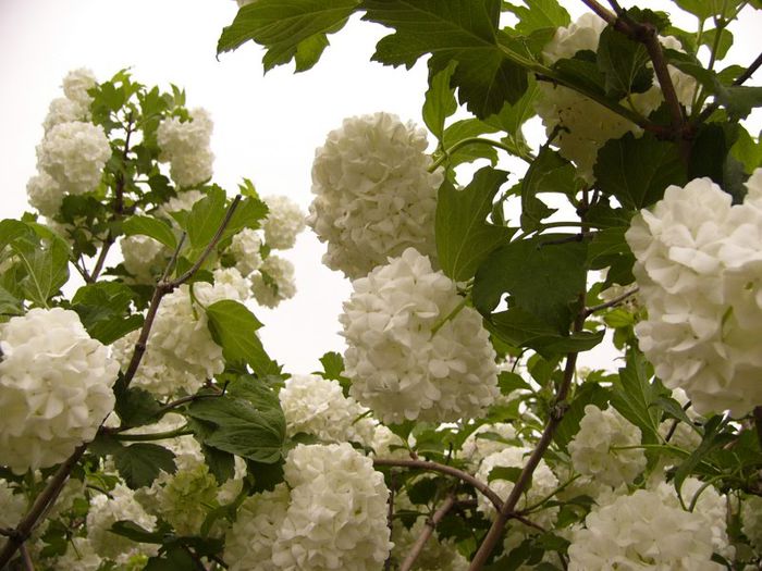 P1180738 - Plante 2013
