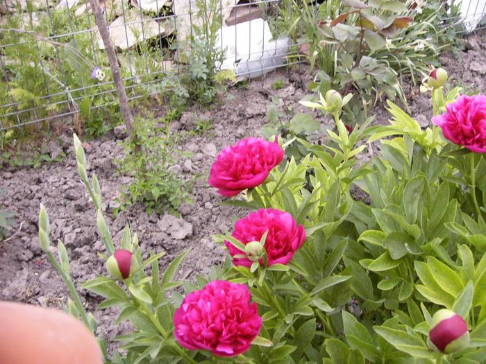 P1180742 - Plante 2013