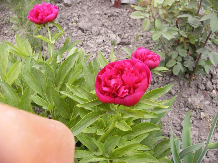 P1180744 - Plante 2013