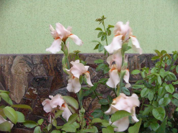 P1180746 - Plante 2013