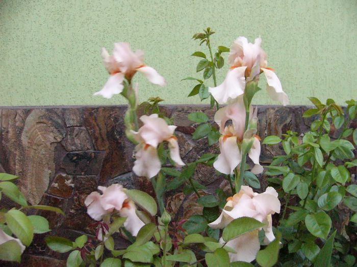 P1180747 - Plante 2013