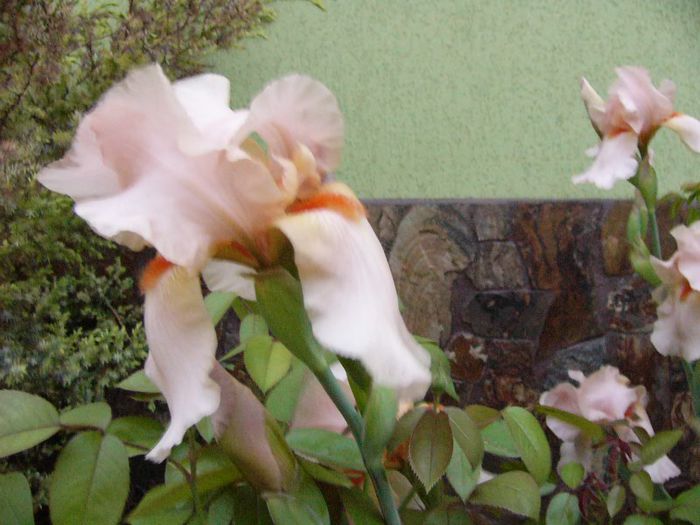 P1180748 - Plante 2013