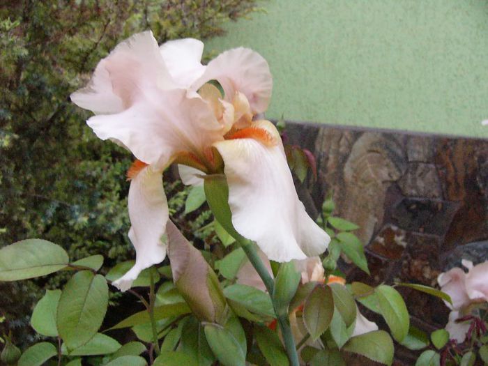 P1180752 - Plante 2013