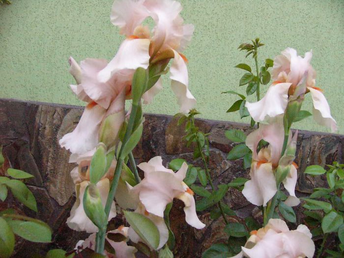 P1180756 - Plante 2013