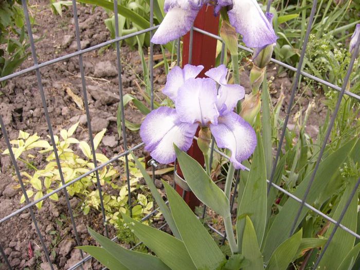 P1180759 - Plante 2013