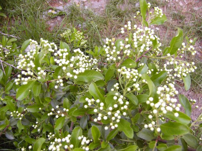 P1180772 - Plante 2013