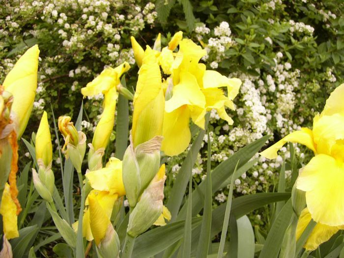 P1180780 - Plante 2013
