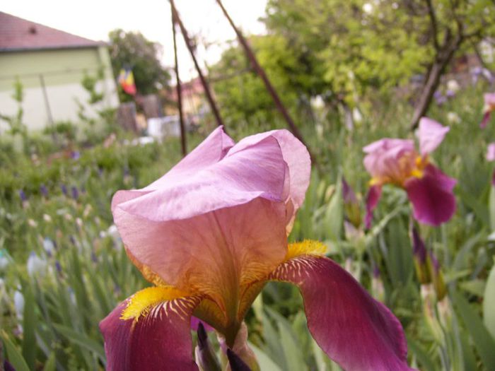 P1180784 - Plante 2013