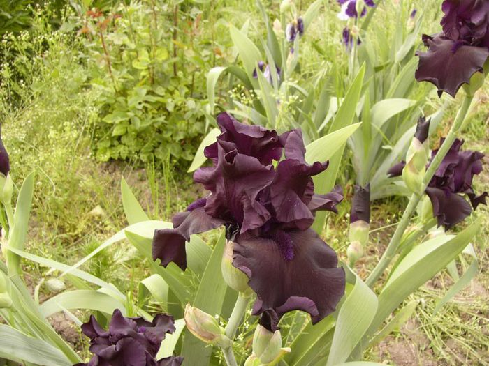 P1180794 - Plante 2013