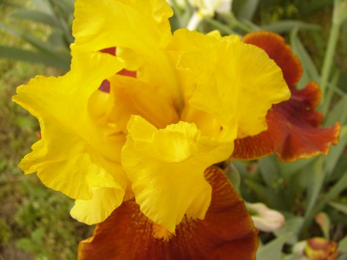 P1180800 - Plante 2013