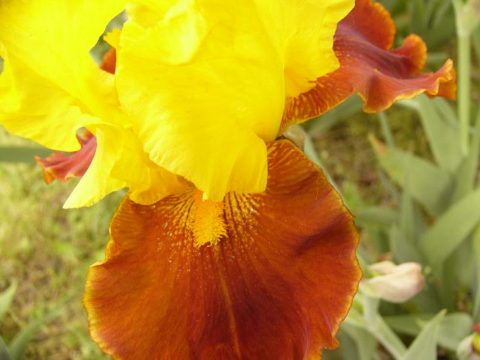 P1180801 - Plante 2013