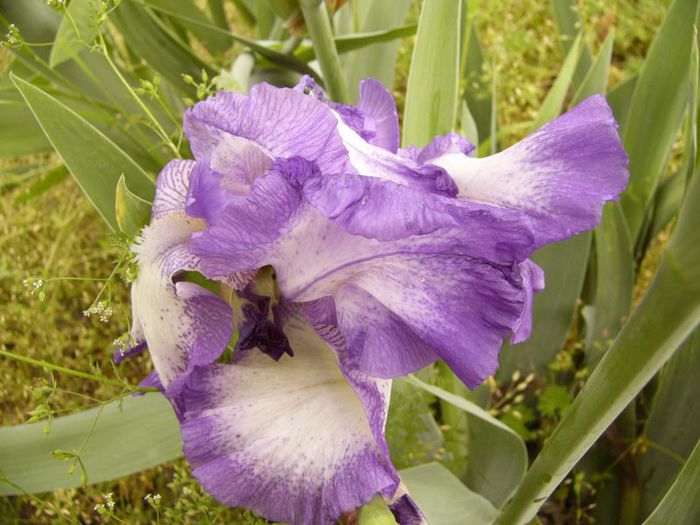 P1180802 - Plante 2013