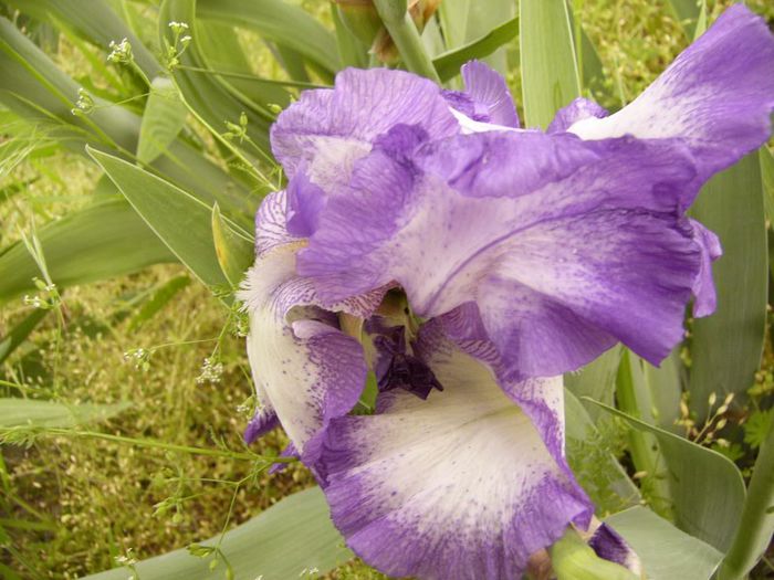 P1180803 - Plante 2013