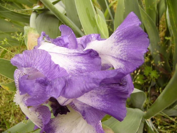 P1180804 - Plante 2013