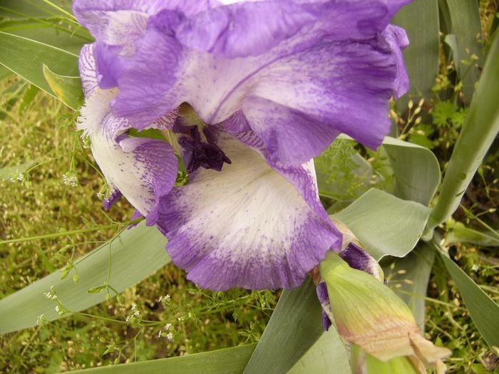 P1180805 - Plante 2013