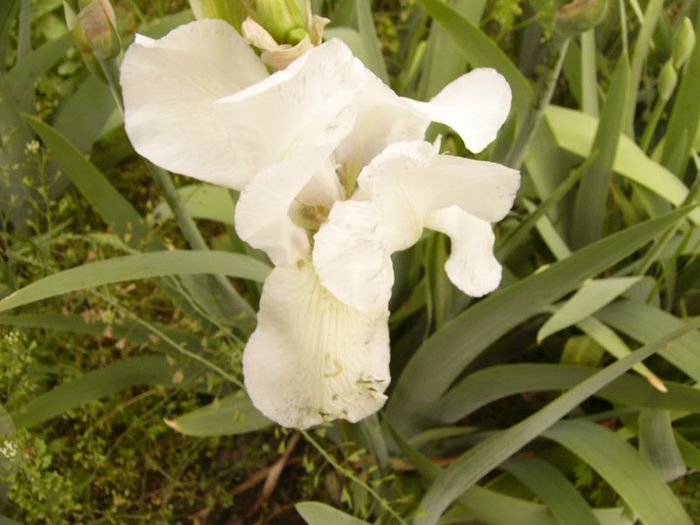 P1180806 - Plante 2013