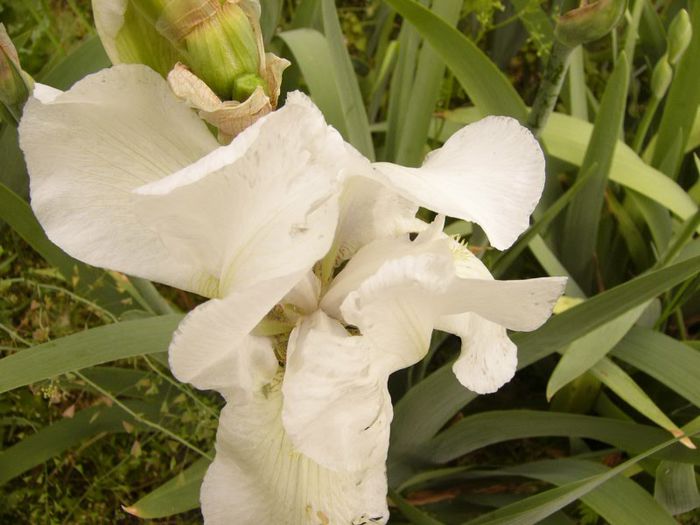 P1180807 - Plante 2013