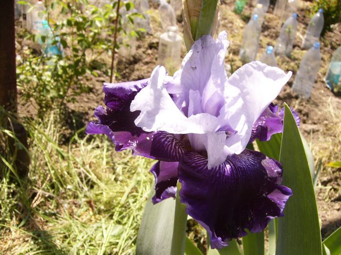 P1180856 - Plante 2013