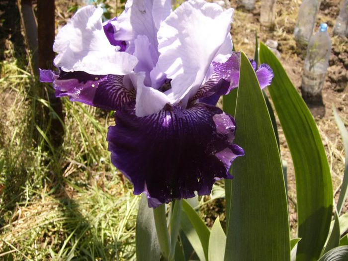 P1180857 - Plante 2013