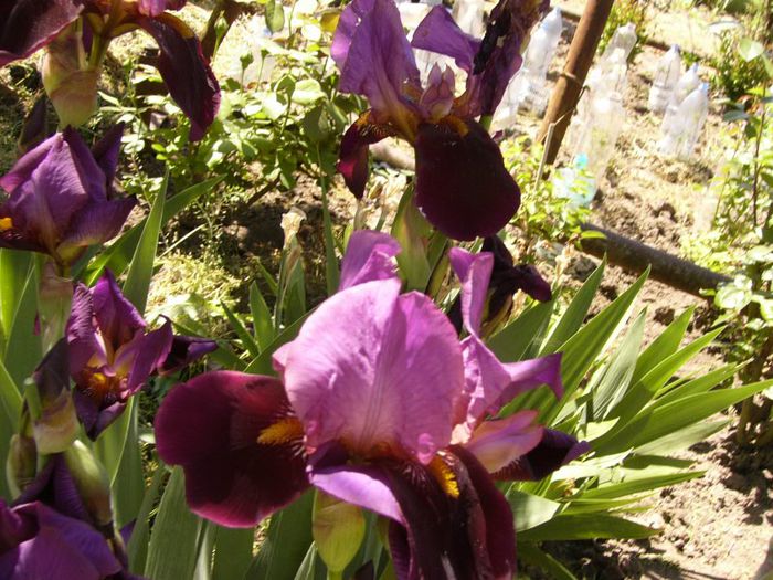 P1180870 - Plante 2013