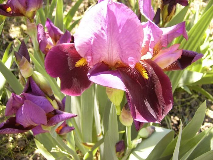 P1180872 - Plante 2013