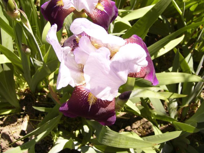 P1180876 - Plante 2013