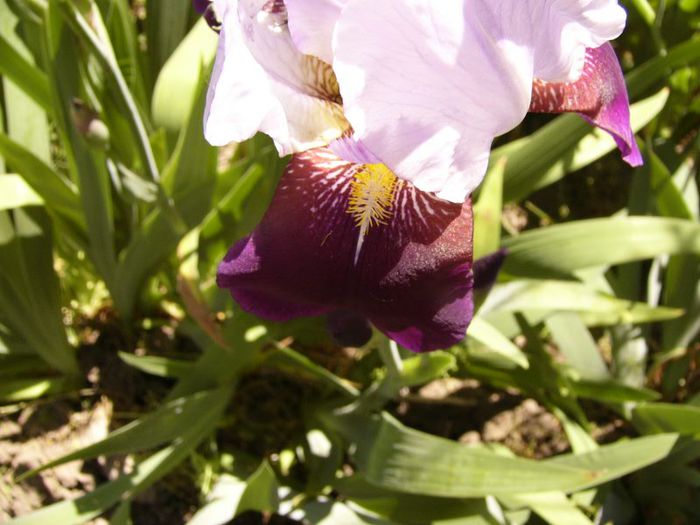 P1180877 - Plante 2013