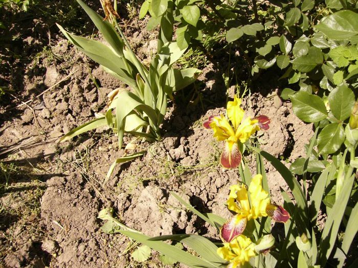 P1180886 - Plante 2013
