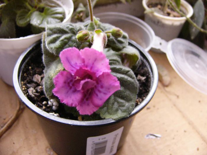P1180889 - Plante 2013
