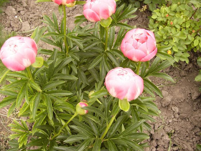 P1180892 - Plante 2013