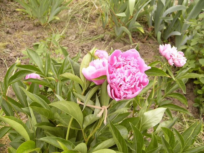 P1180896 - Plante 2013