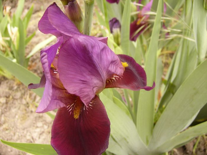 P1190006 - Plante 2013