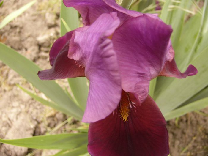 P1190007 - Plante 2013