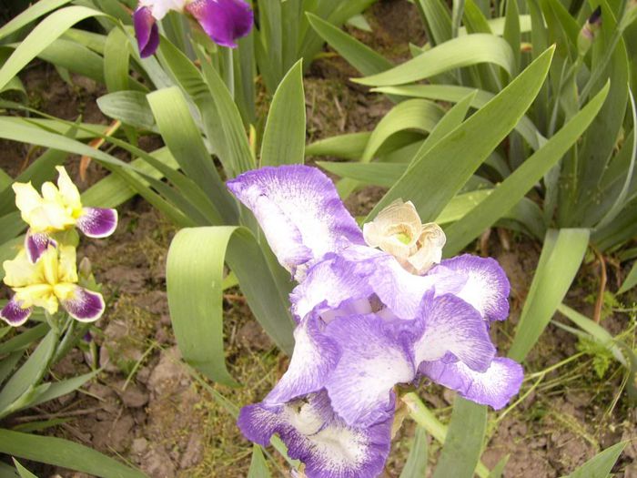 P1190012 - Plante 2013