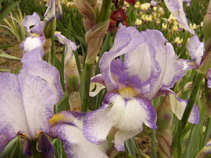 P1190017 - Plante 2013