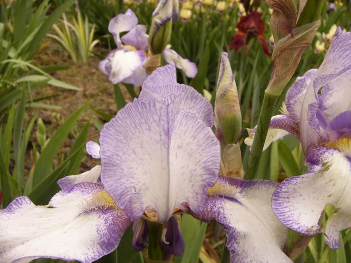 P1190018 - Plante 2013