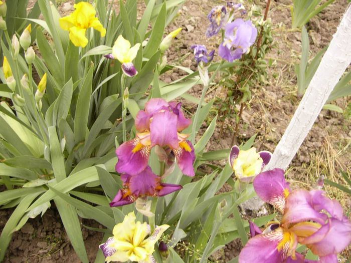 P1190020 - Plante 2013